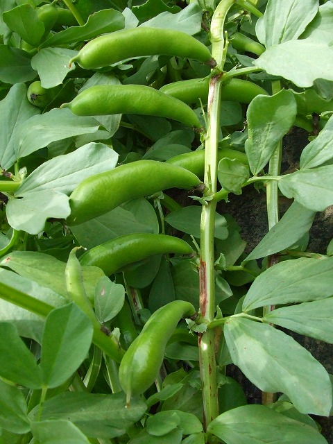 20110516soramame1