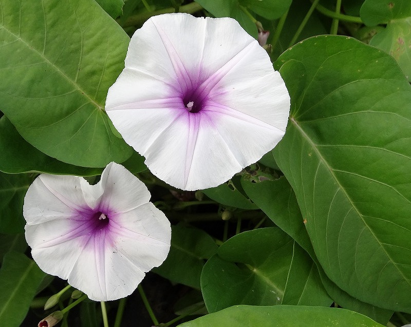 エンサイの花１