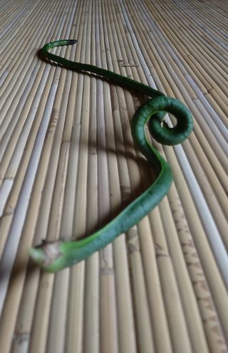 三尺ササゲまがり 三尺ササゲまがり
